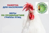 Уважаемые граждане, содержащие сельскохозяйственных птиц!