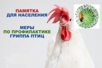 Памятка населению - меры по профилактике гриппа птиц