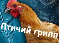 Высокопатогенный грипп птиц